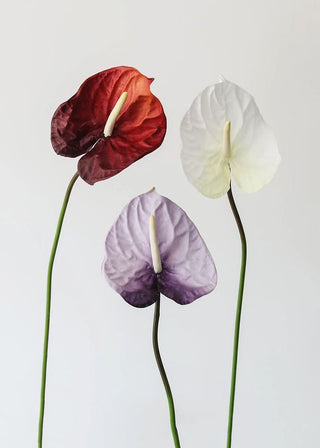 About the vulva